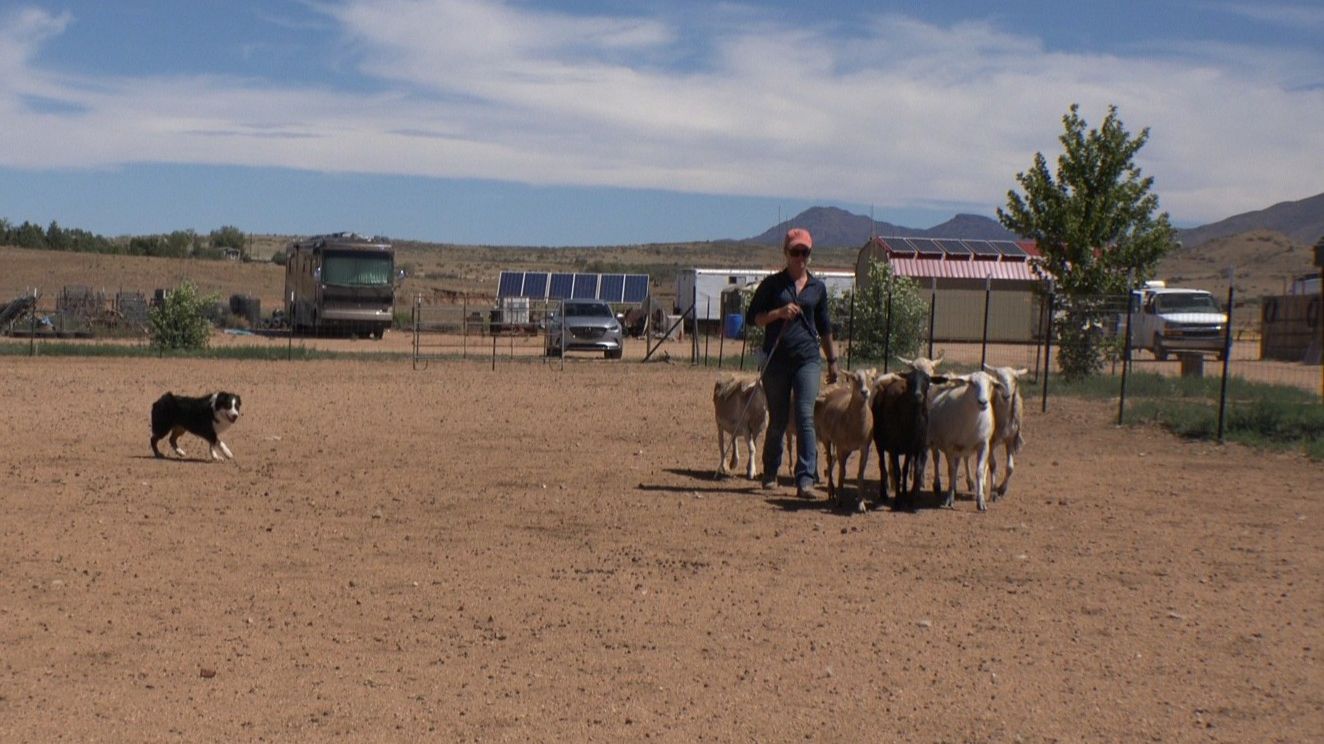 A handler’s picture of the job may be different from the stockdog’s practical view of moving and controlling livestock