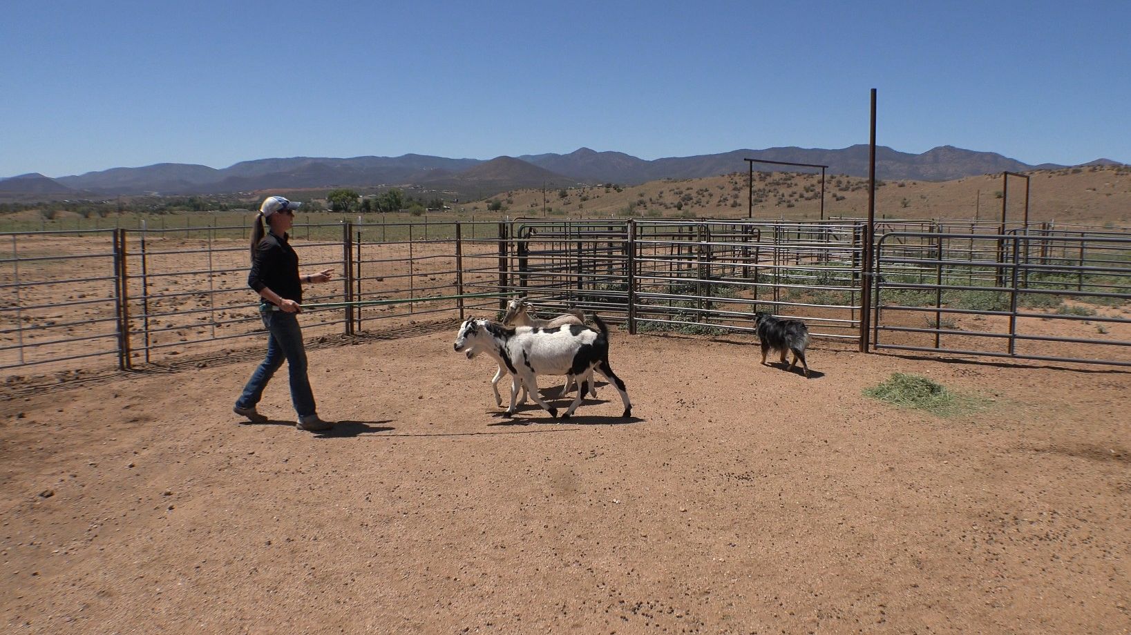 Building the Gather - handler working dog on stock