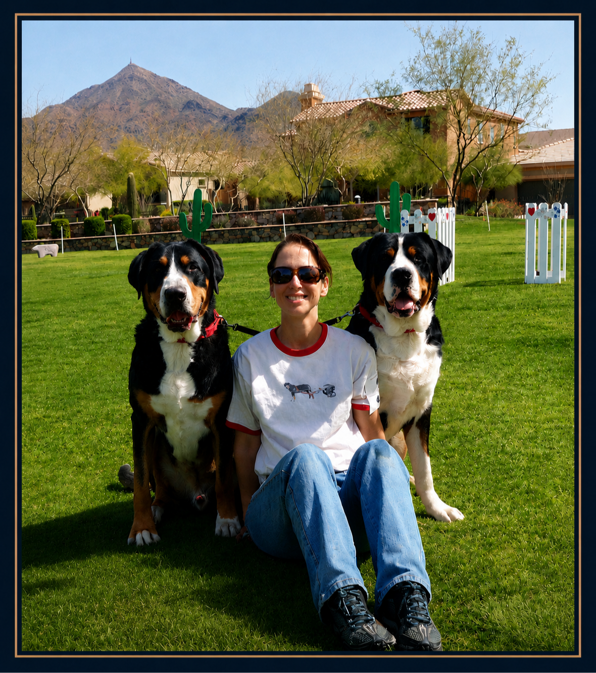 Greater Swiss Mountain Dog working stock