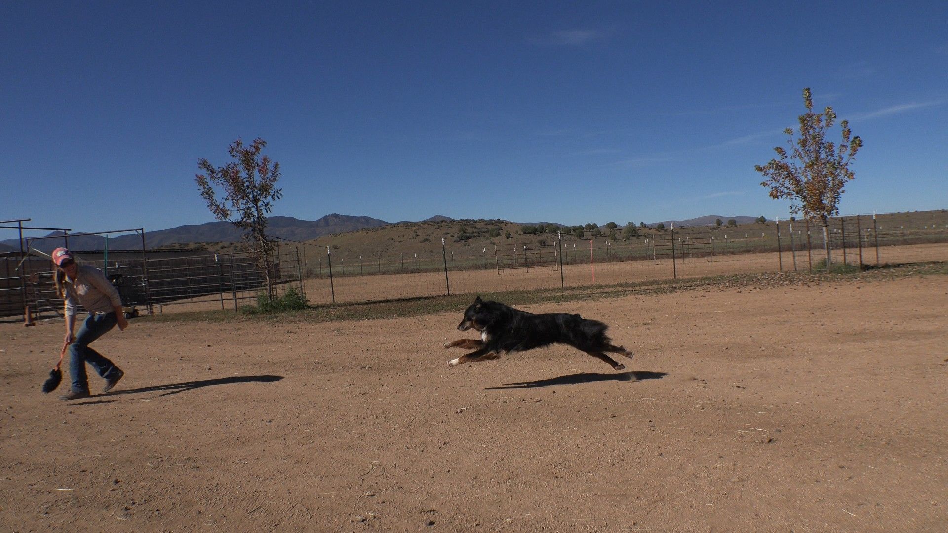 PSR Stockdog Training - Building a Reliable Recall