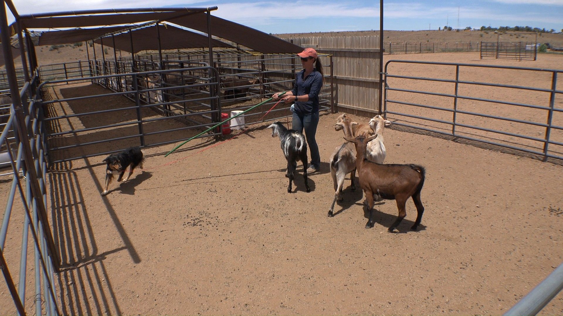Handler working a dog calmly in a pen with stock