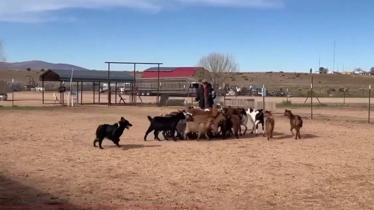 Stockdog handler watching stock movement to improve timing and position