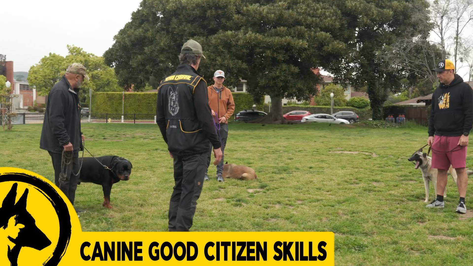Canine Good Citizen CGC 3