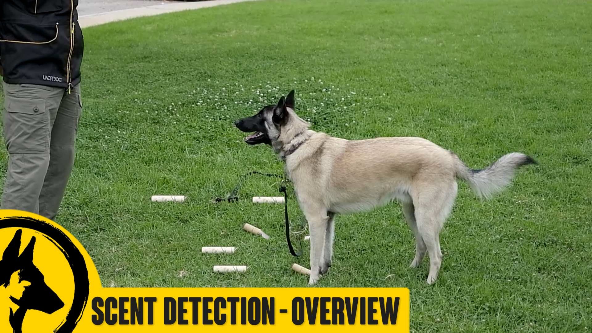 Scent Training Overview