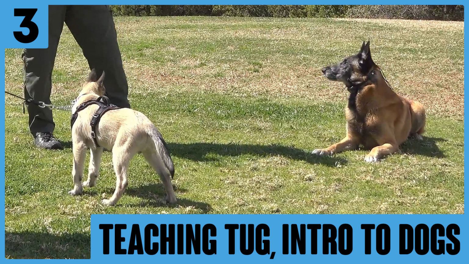 Learning TUG &amp; Meeting Other Dogs Siggy Day 3