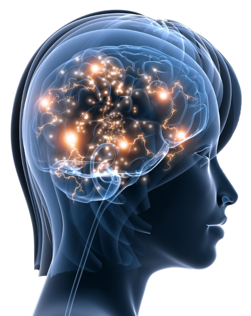 A view inside the brain to see neural circuits.