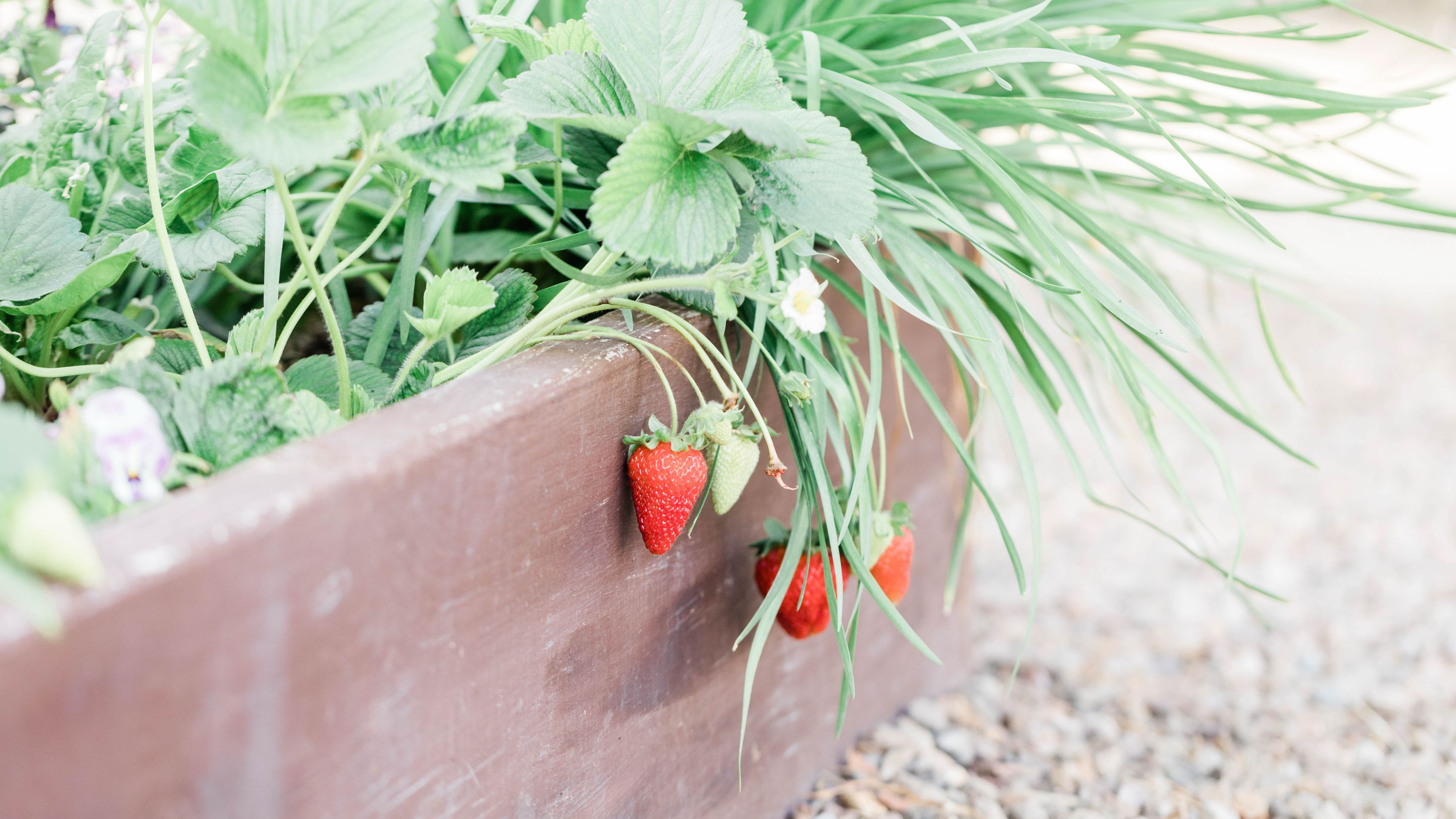 VYNCY Garden Raised Bed with Strawberries