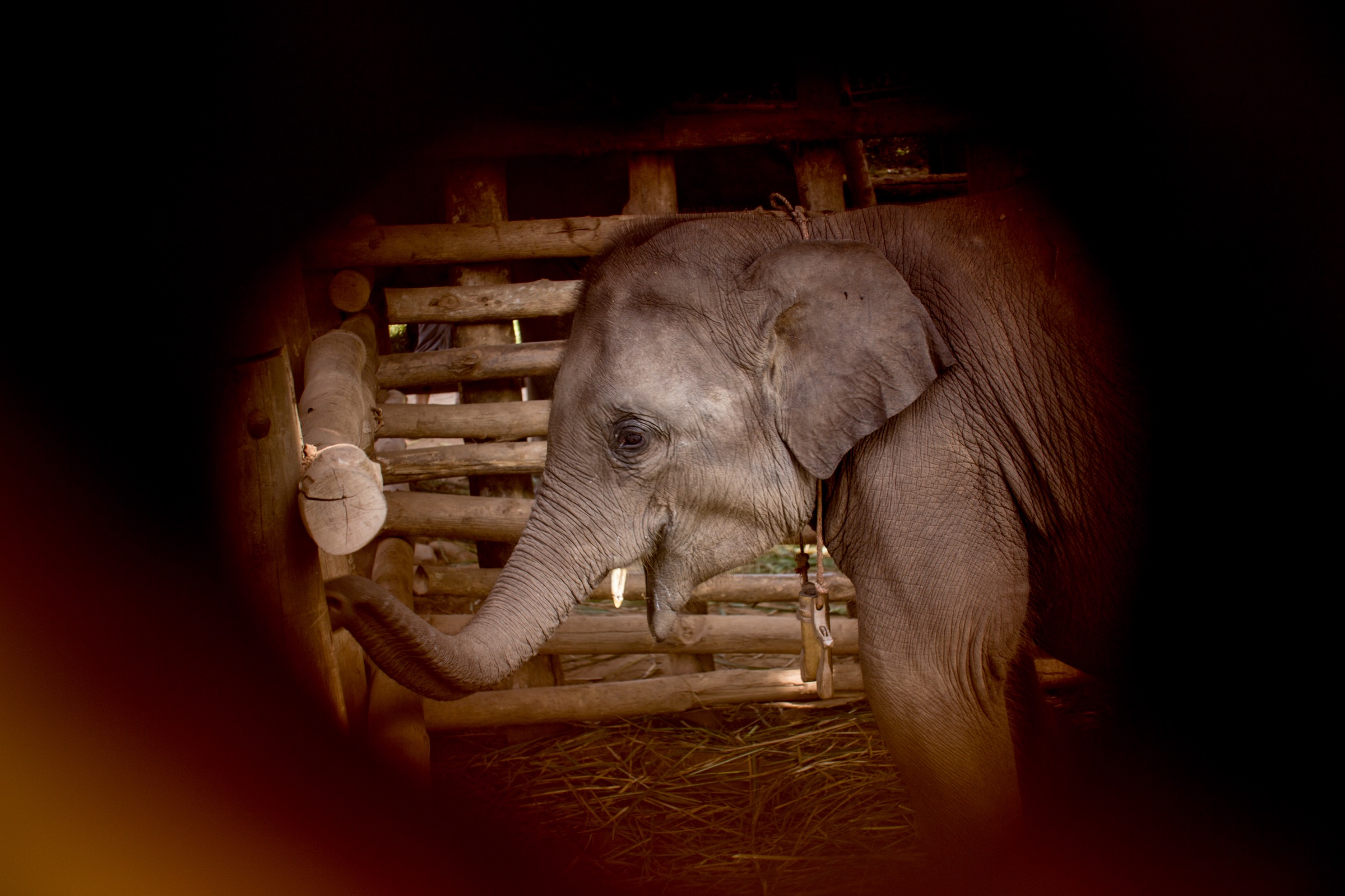 A young elephant inside a wooden enclosure in Luang Prabang, Laos.