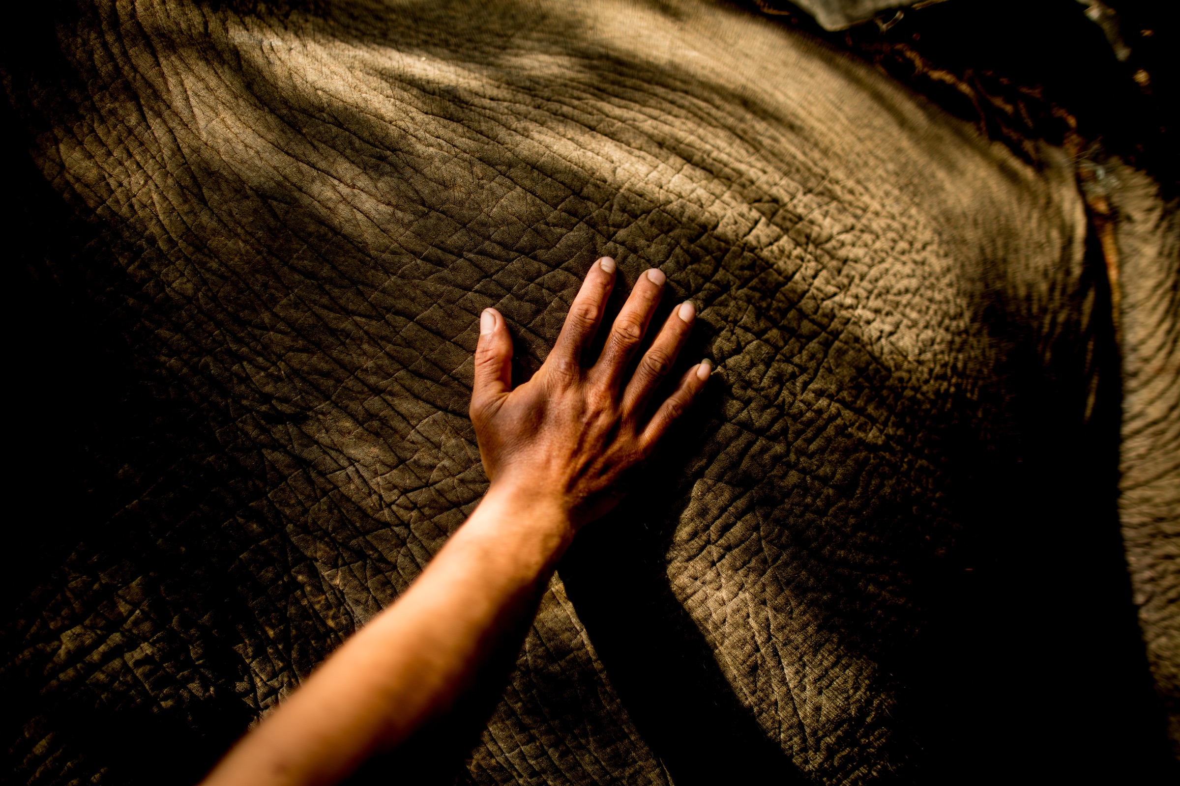 A hand rests on an elephant&rsquo;s wrinkled skin in Luang Prabang, Laos.