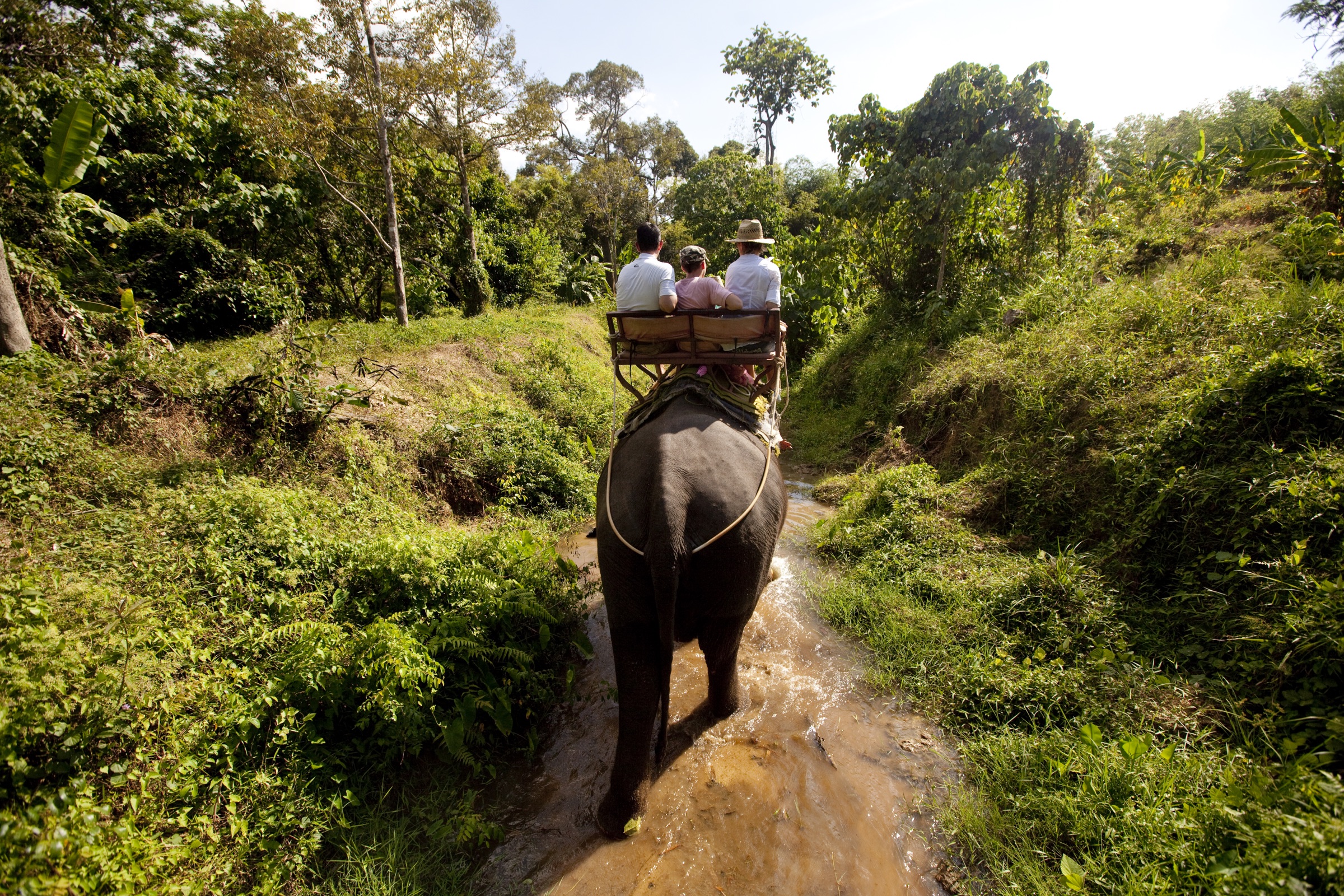Tourists riding an elephant along a narrow muddy path surrounded by greenery in Phuket, Thailand.