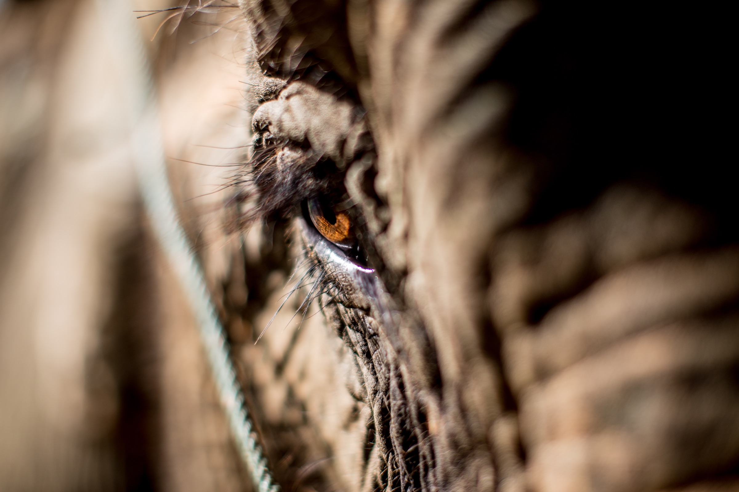 Close-up of an elephant&rsquo;s eye and wrinkled skin in Luang Prabang, Laos.