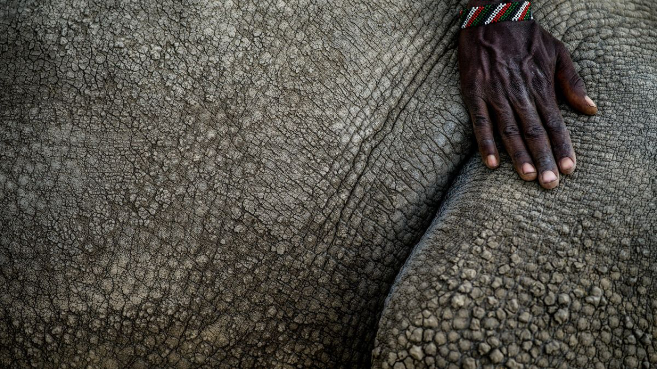 Zacharia's hand resting on Najin, one of the last two northern white rhinos on Earth