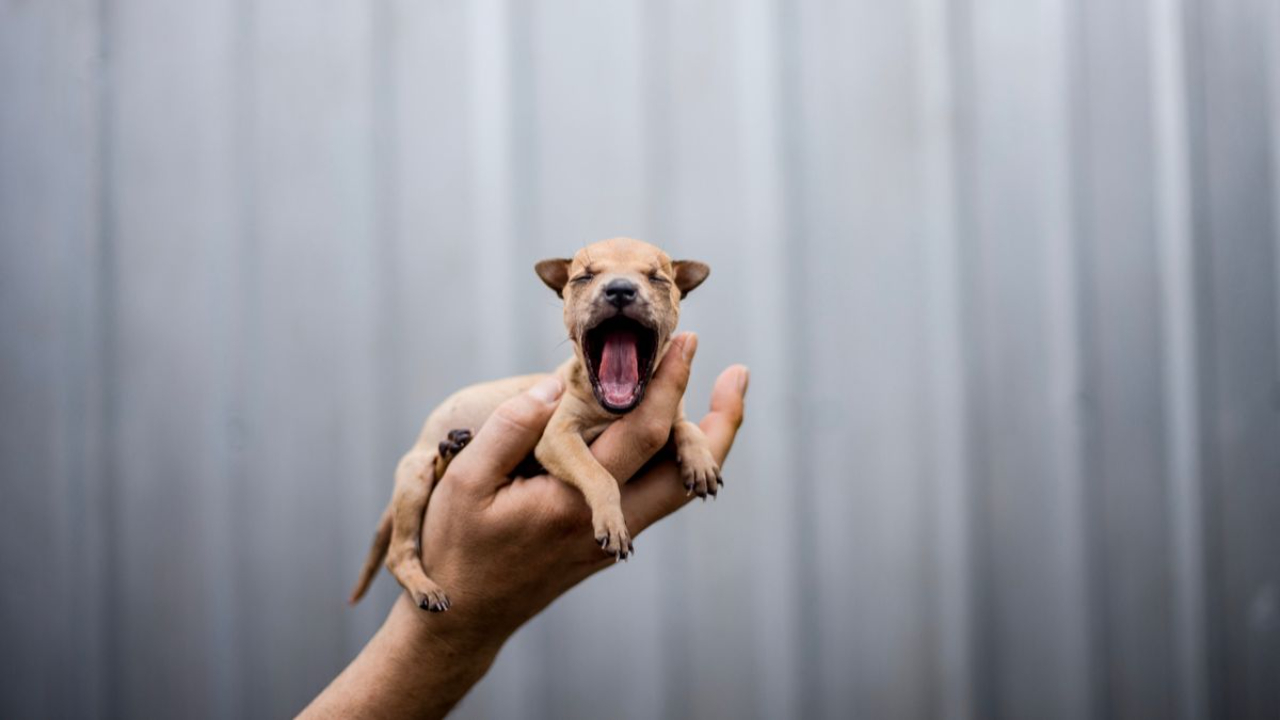 Rescued street dog at the Soi Dog Foundation rehabilitation center in Phuket