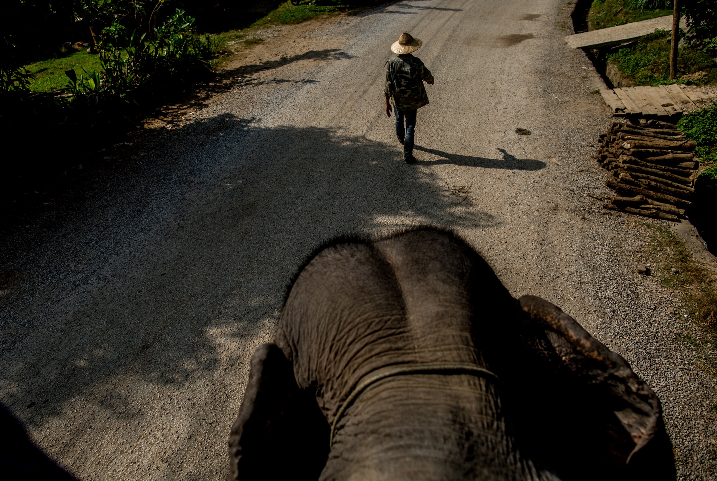 View over an elephant&rsquo;s head toward a person walking along a road in Luang Prabang, Laos.