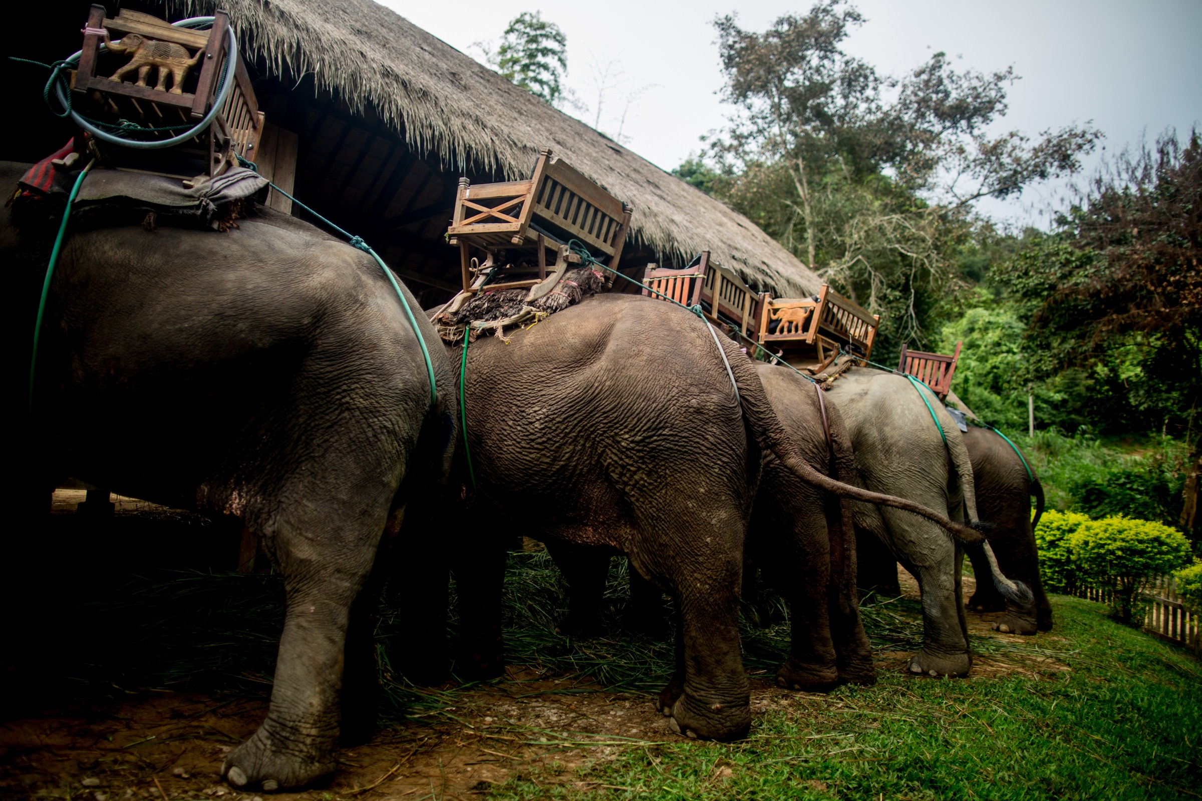Elephants with wooden riding seats on their backs stand beside a thatched-roof building in Laos.