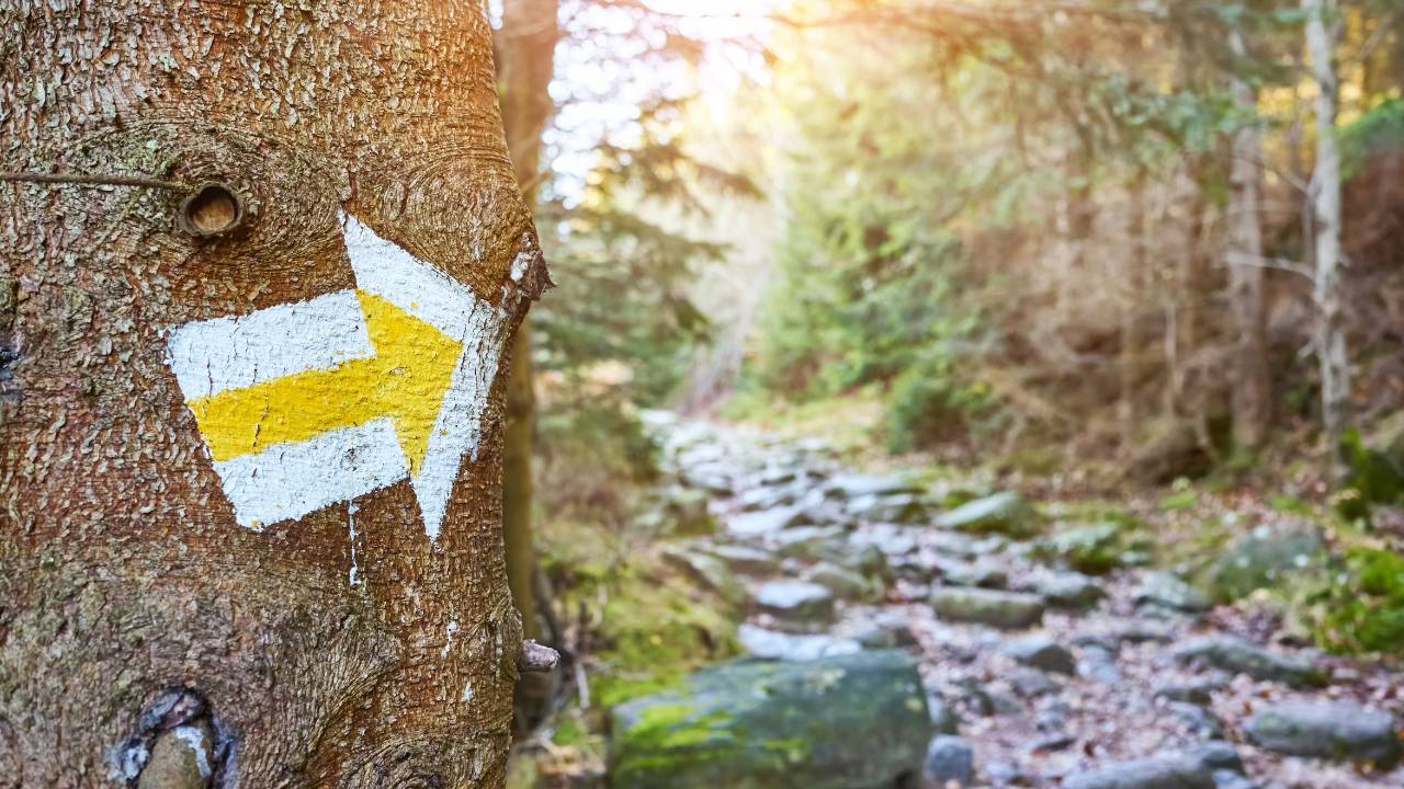 A yellow arrow painted on a forest tree marking the path forward, a symbol of new beginnings and the inner work journey for women