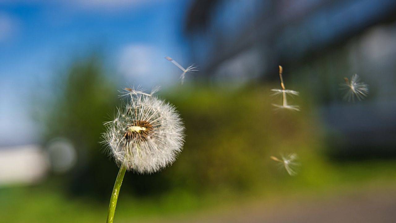 Dandelion seed head releasing its seeds into the wind — a symbol of letting go of people-pleasing and reclaiming your boundaries