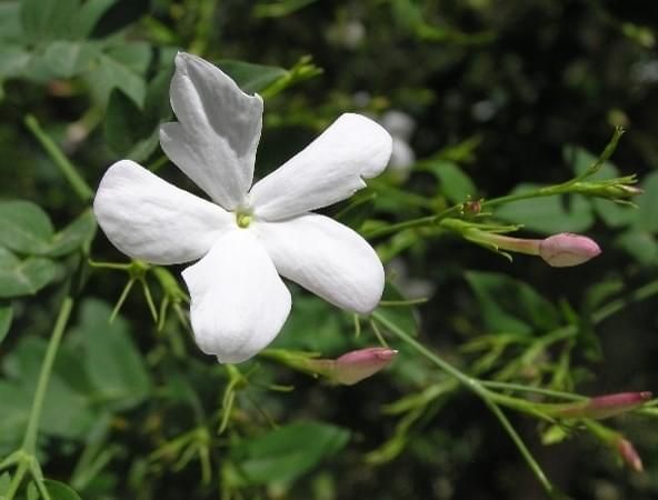 Ayurvedic skin image