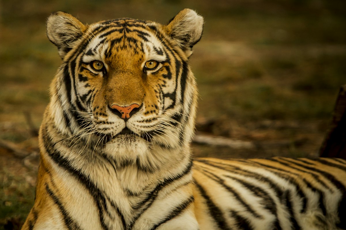 Tiger lying in golden grass, looking straight ahead