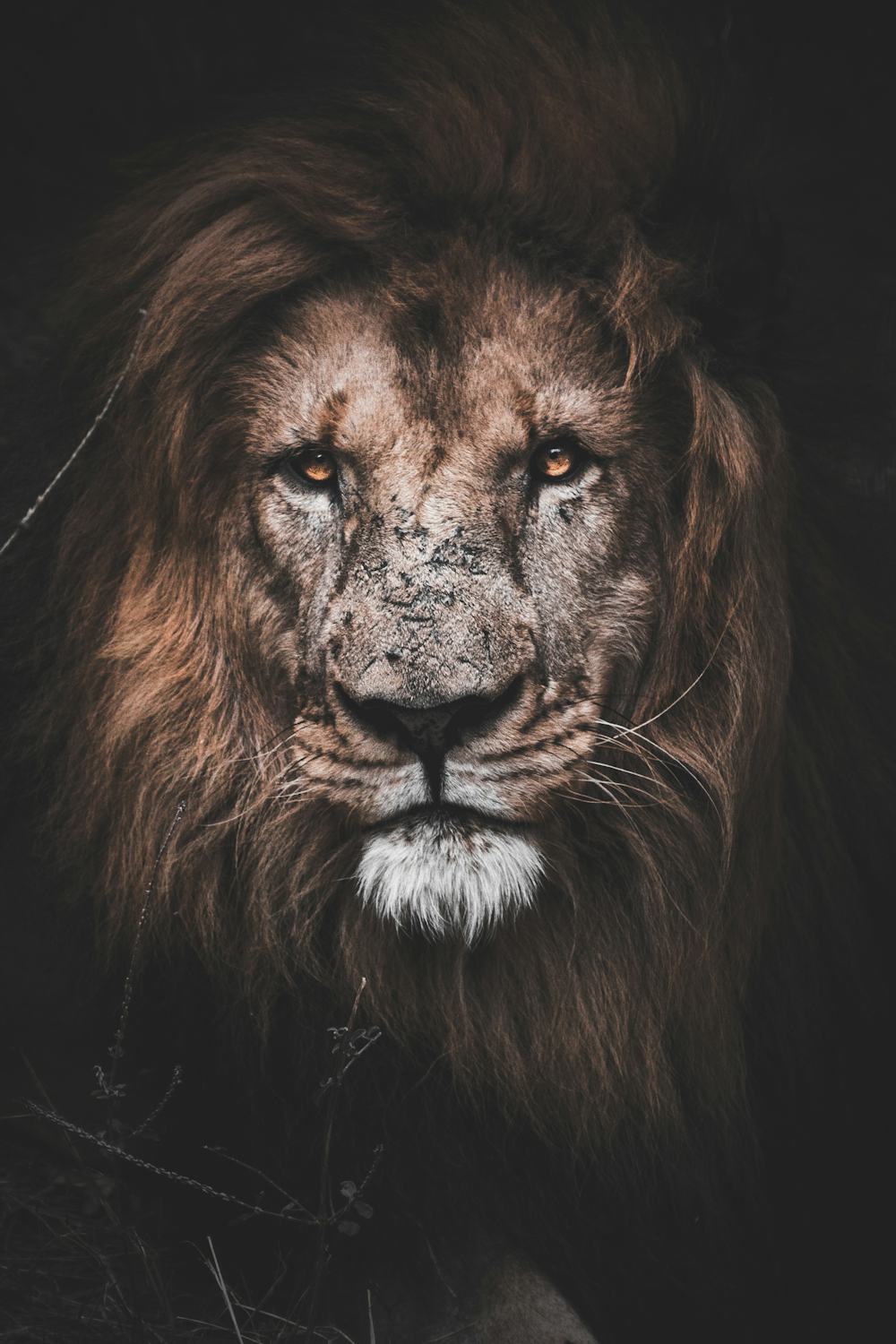 Lion portrait in low light