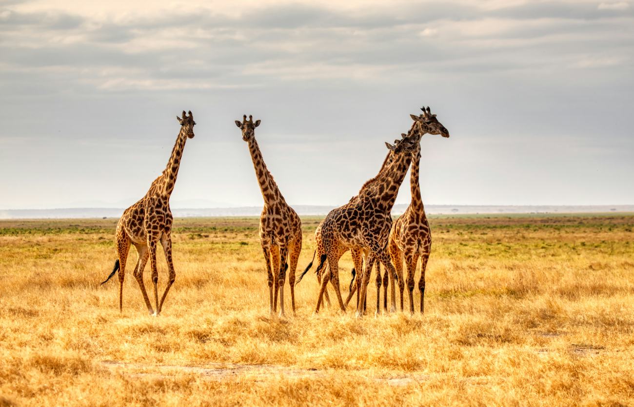 Giraffes on the savannah