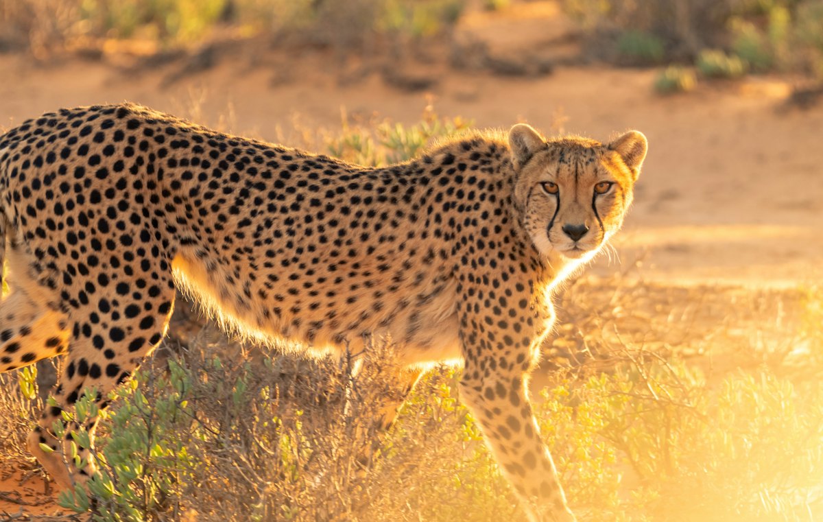 Cheetah walking through golden grass