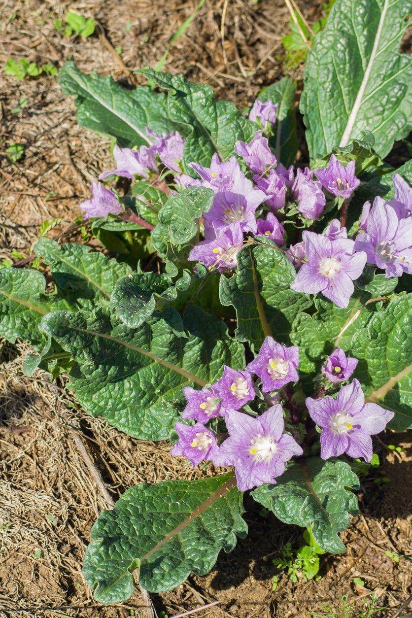 Mandrágora en flor