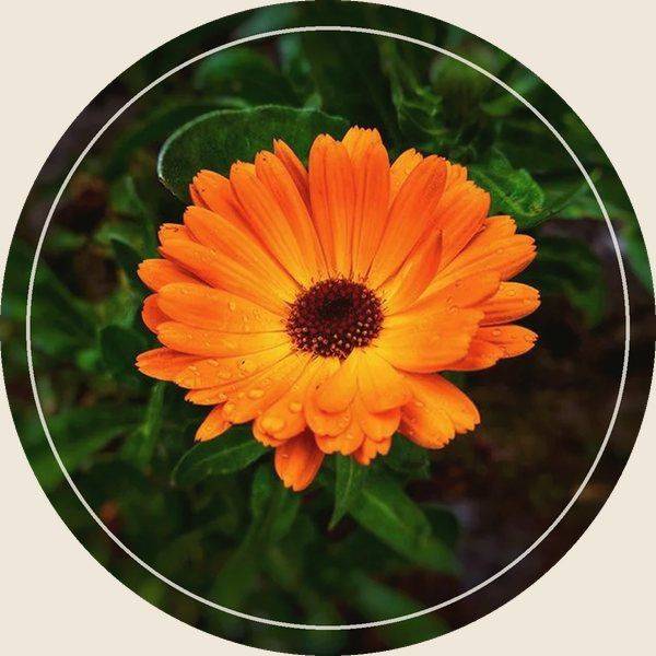 Flor de caléndula