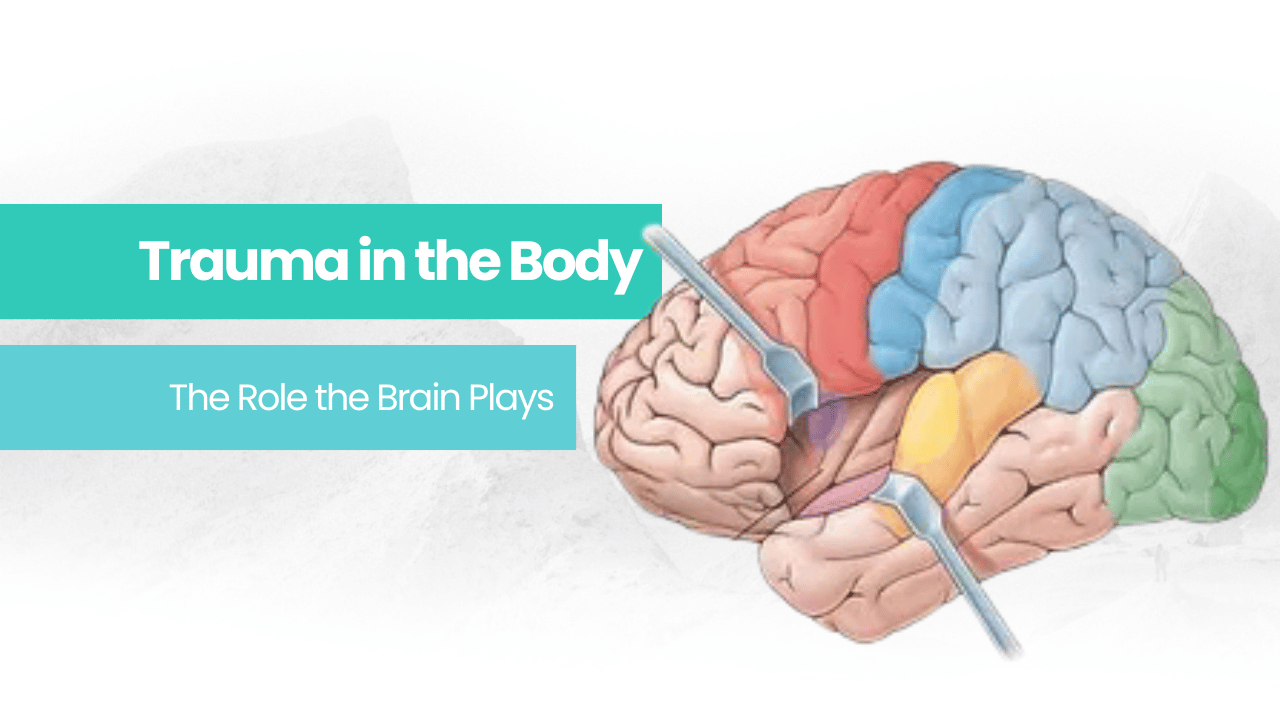 the insular cortex