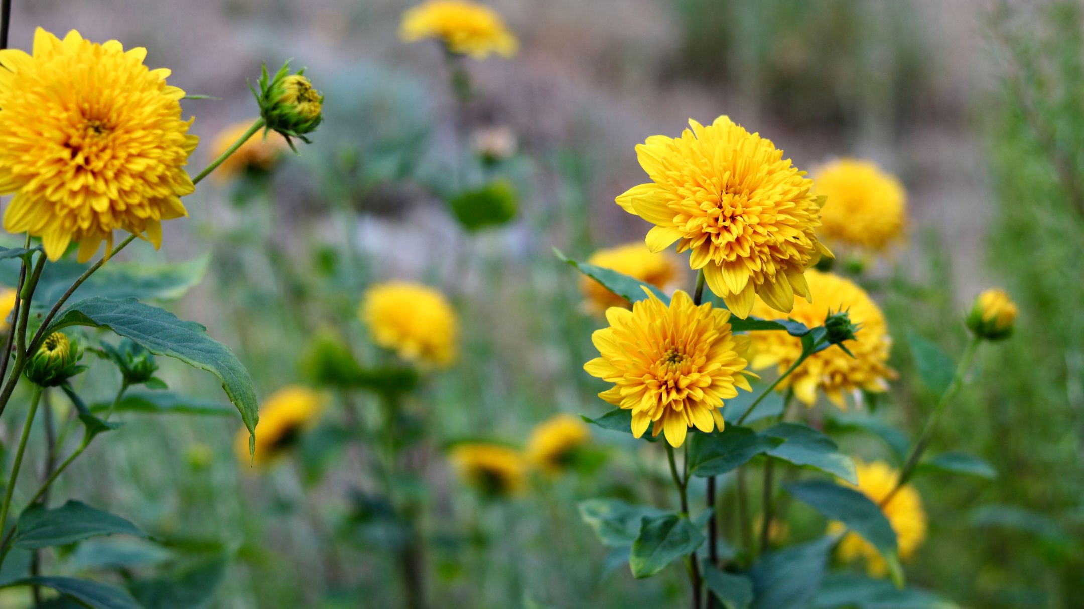 picture of yellow dahlia flowers