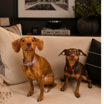 Two small dogs sitting on a couch, representing the pet sitting business course