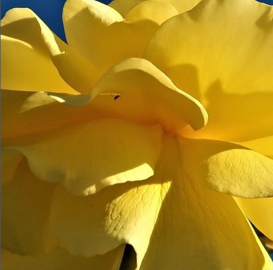 A yellow rose in close detail