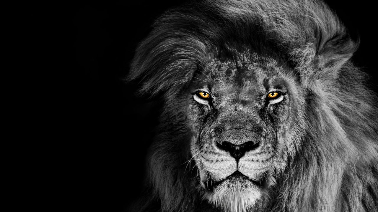 Find your Power Animal