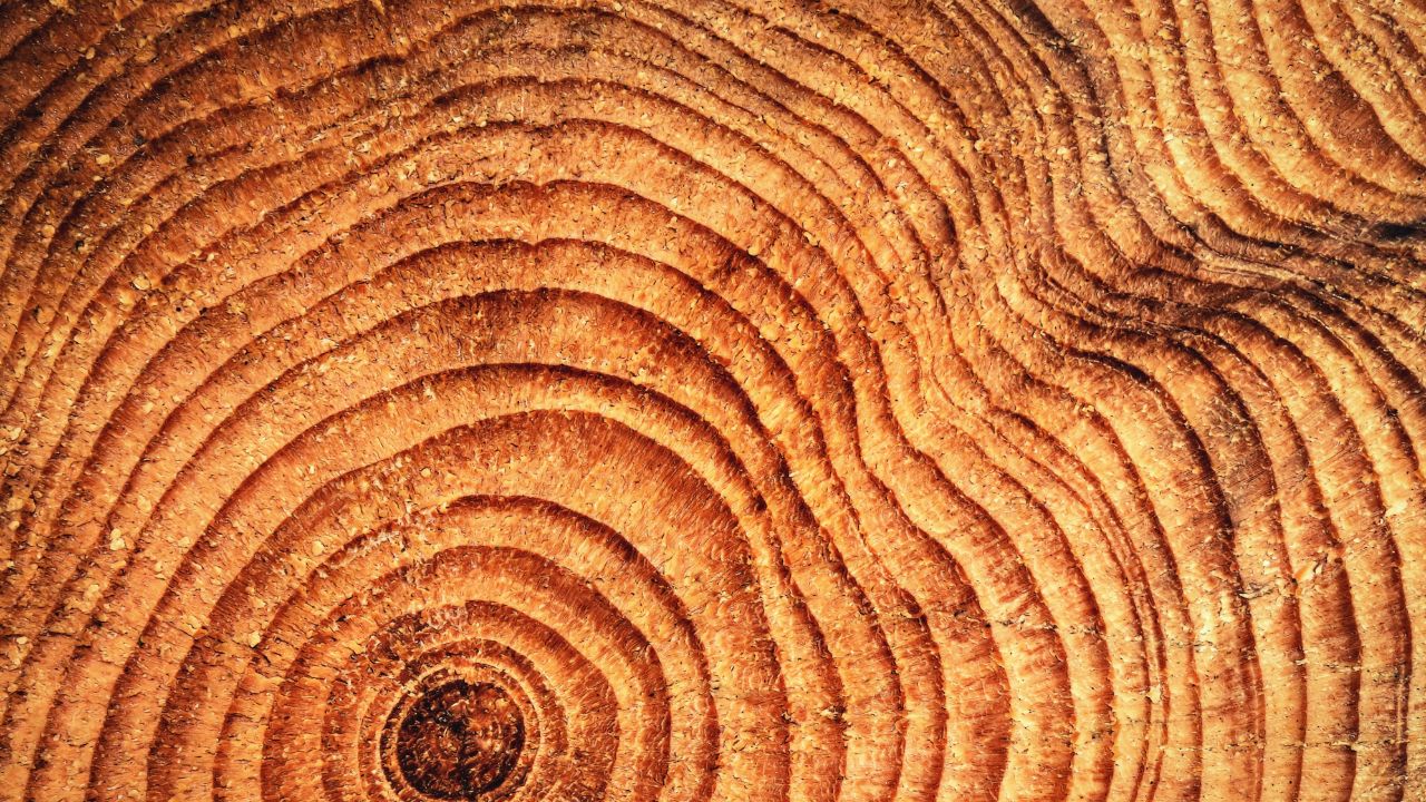 circles of tree trunk representing the medicine wheel