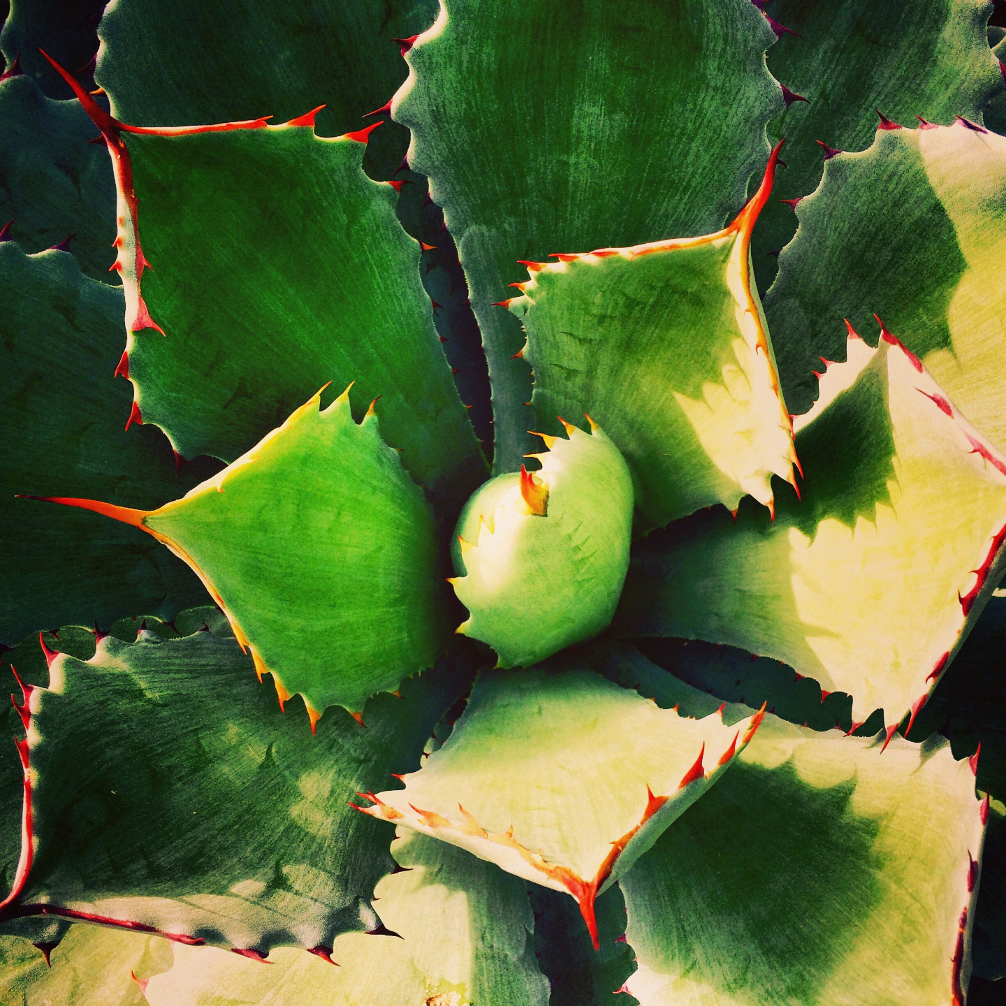 Top-down view of an agave plant in bright green colors