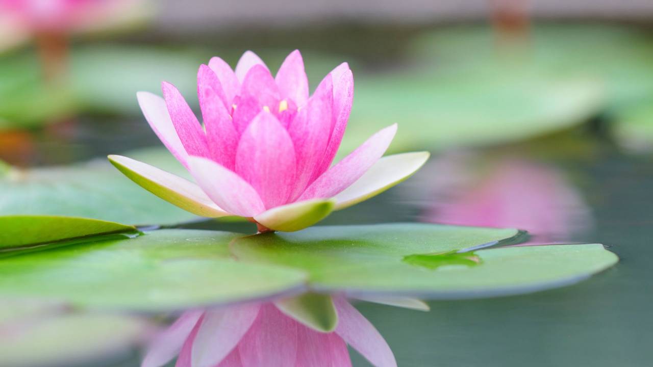 Lotus flower in pond