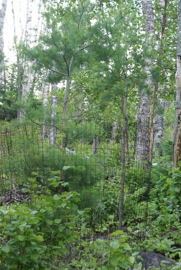 A DNR wire cage around a white pine