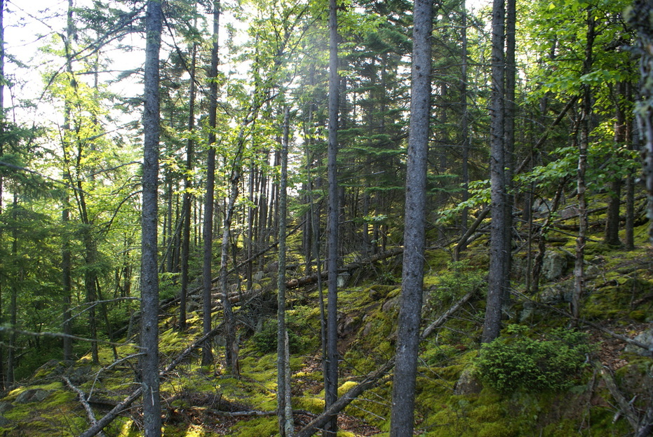 The northeastern slope leading to Gold Rock Point