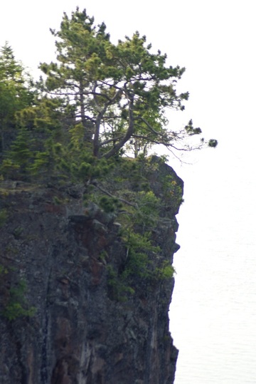 The Boxer Tree on Gold Rock Point