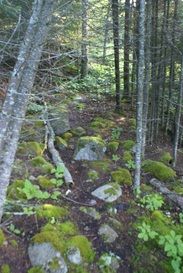 The secret paths of Erik Tudor