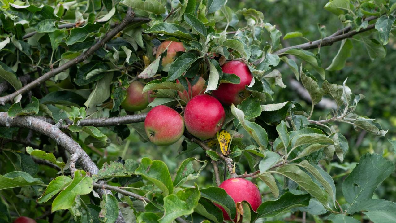The Orchard
