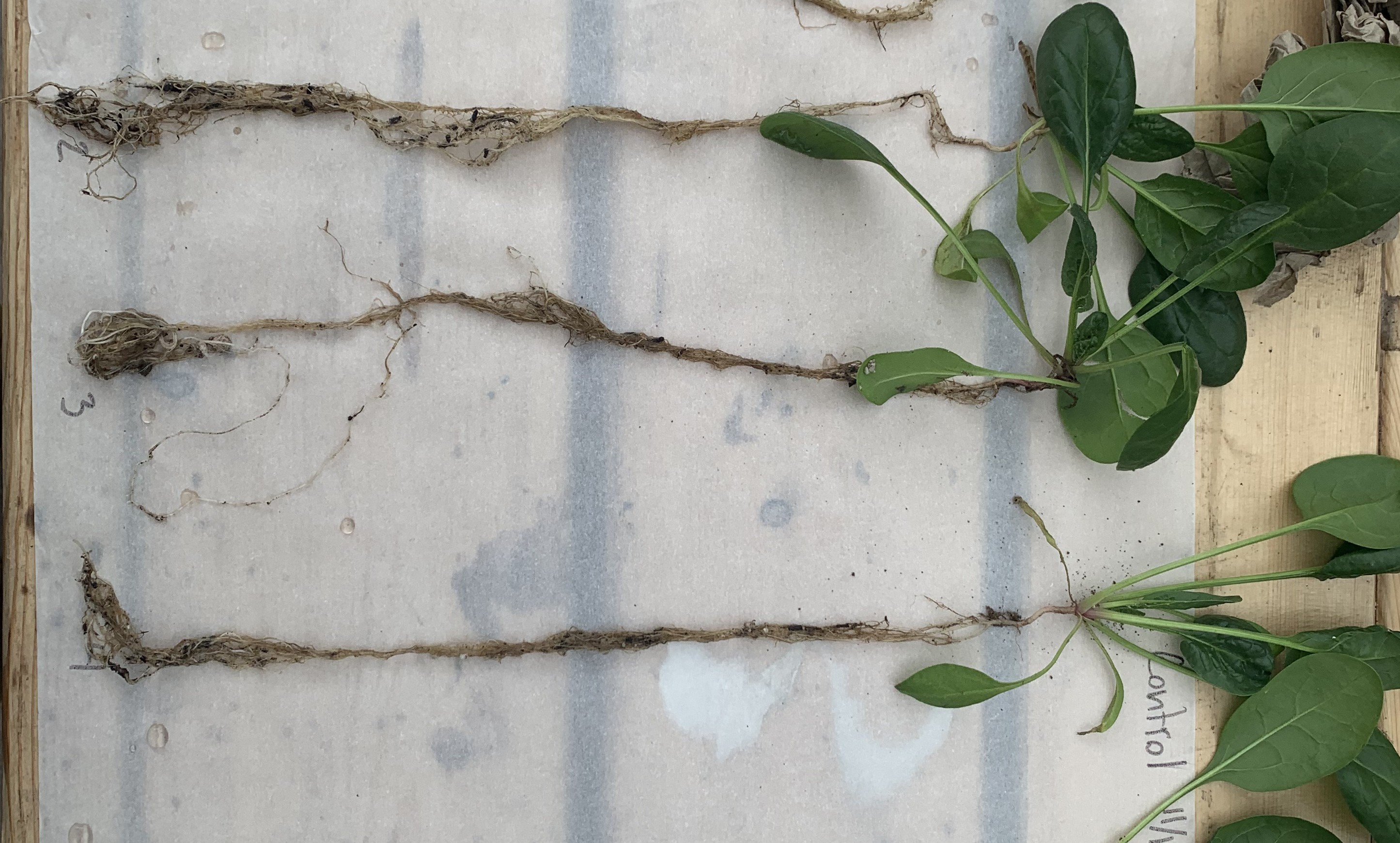 Spinach root development from our soil microbiology research