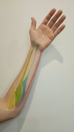 Painted forearm anatomy used for Soft Tissue OT learning