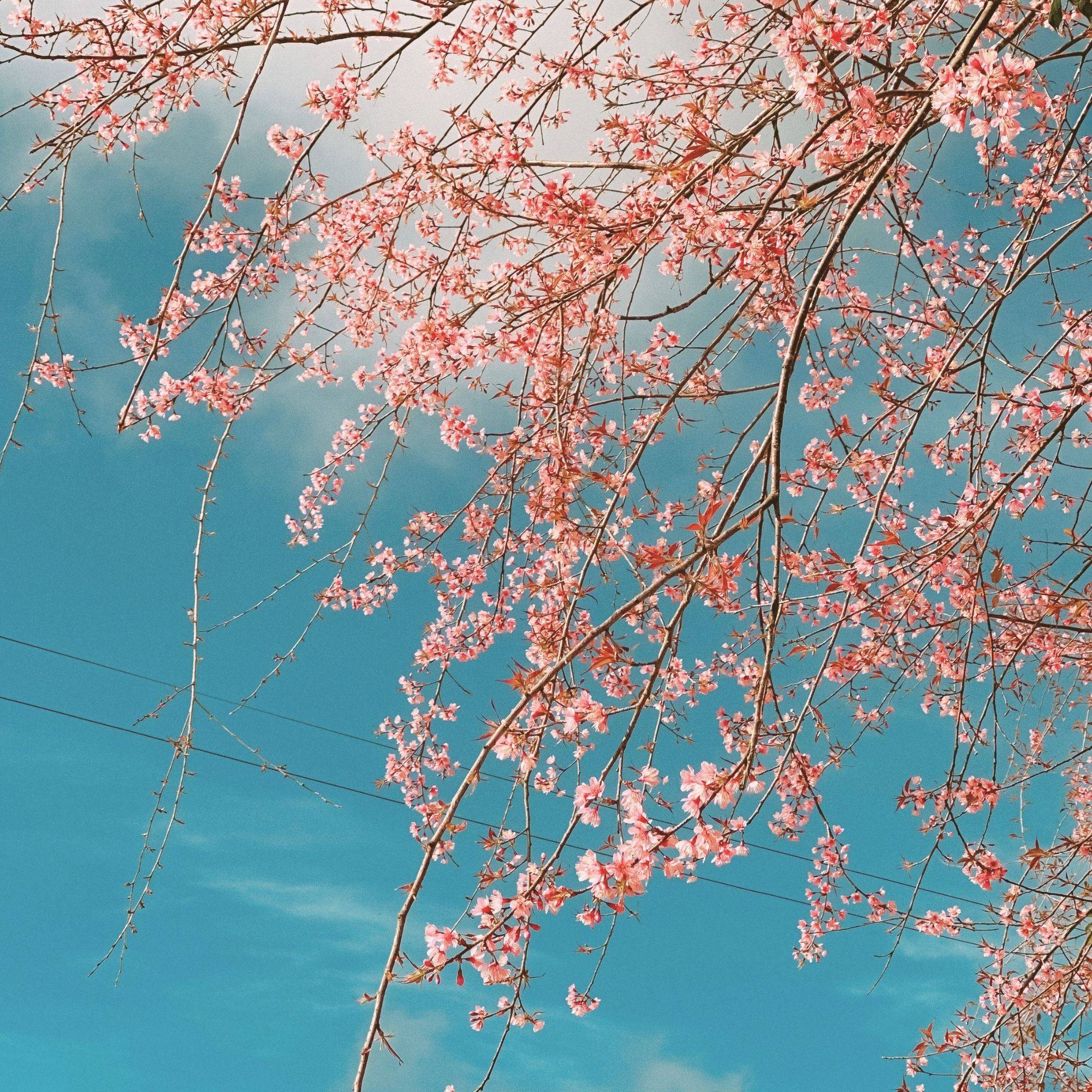 Spring landscape