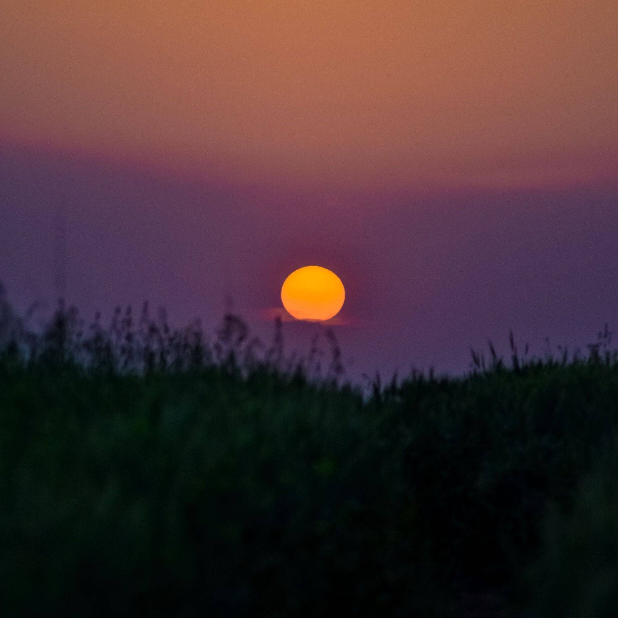 Summer landscape