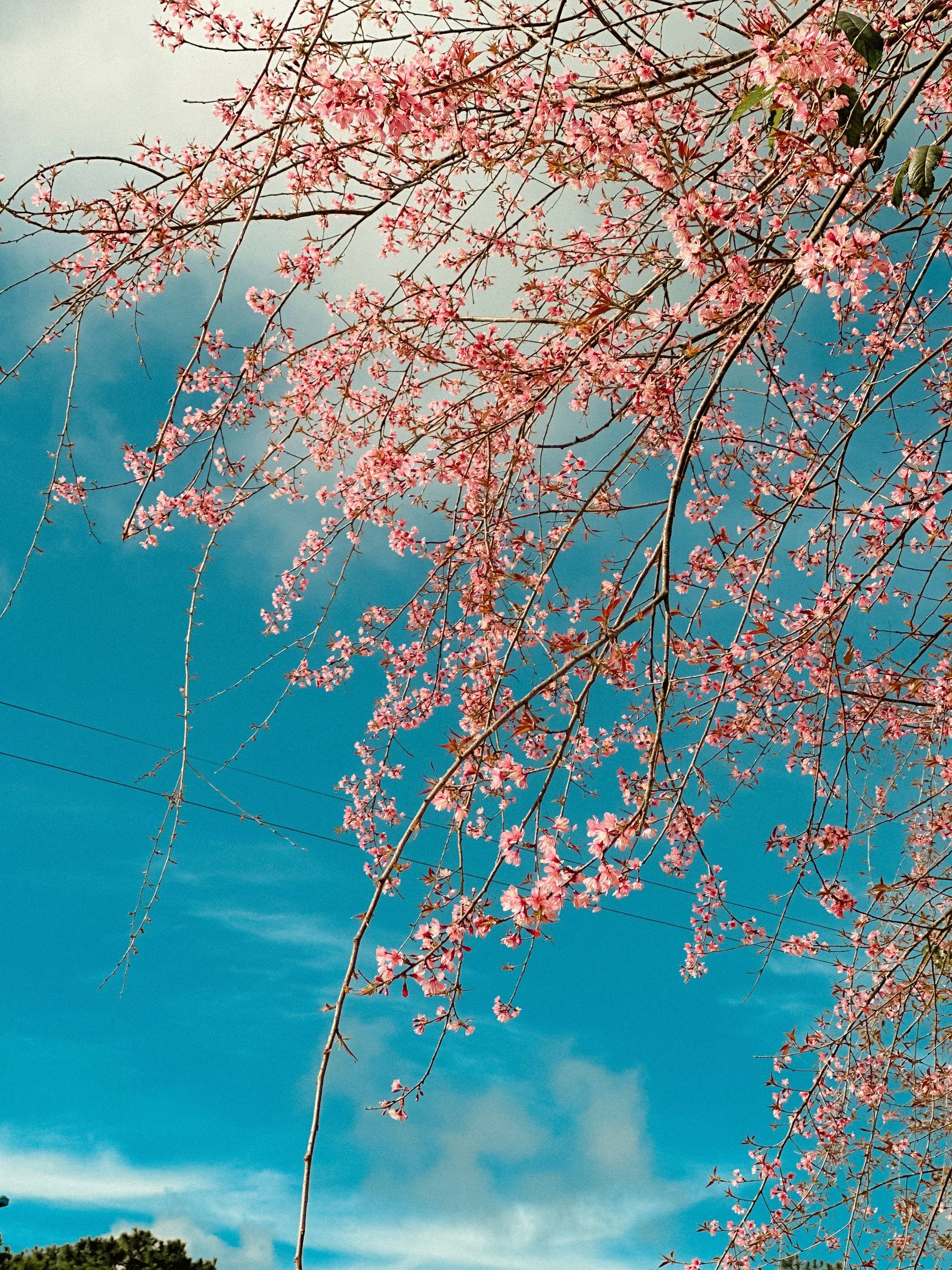 Spring Air landscape