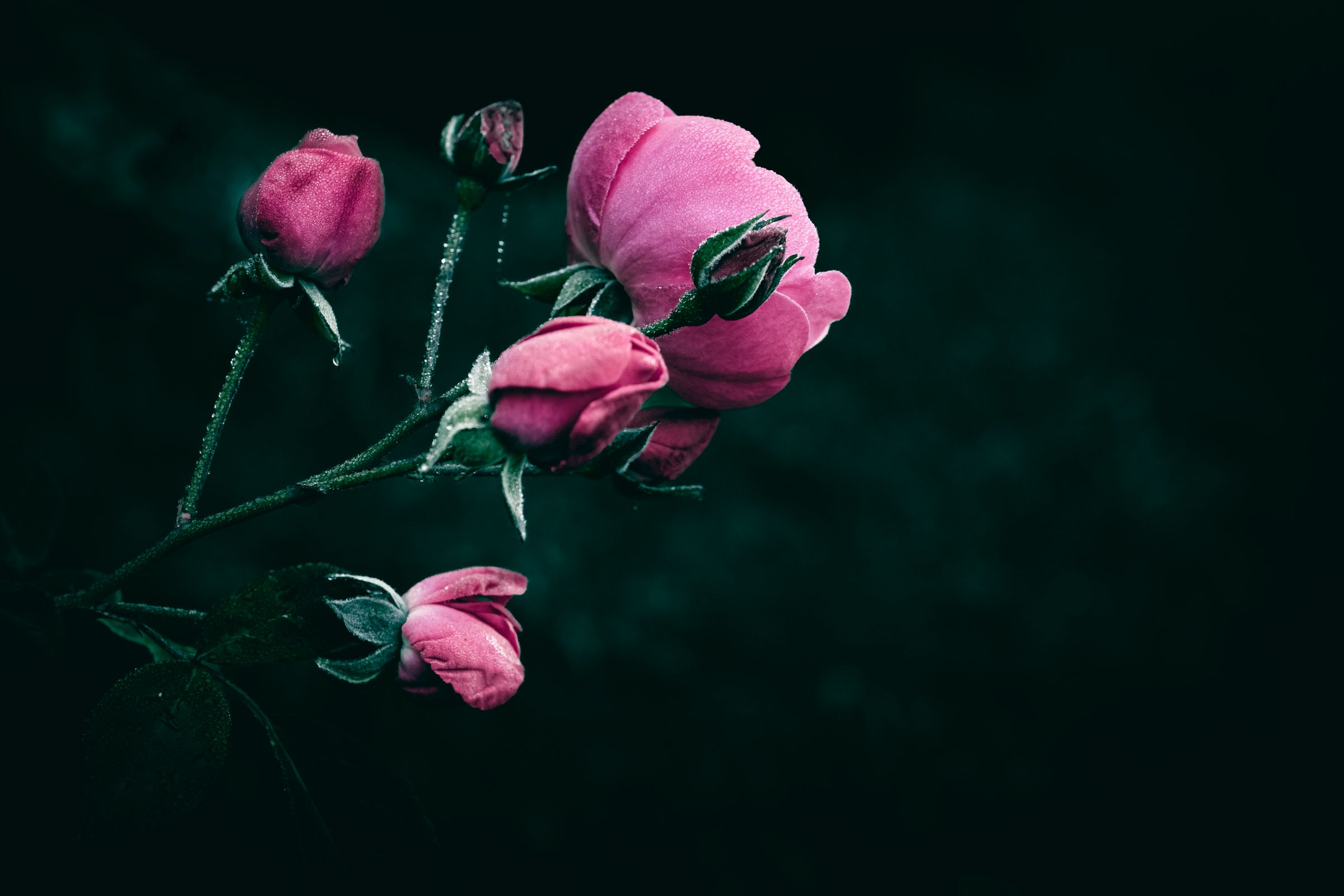 Pink garden roses opening against dark foliage