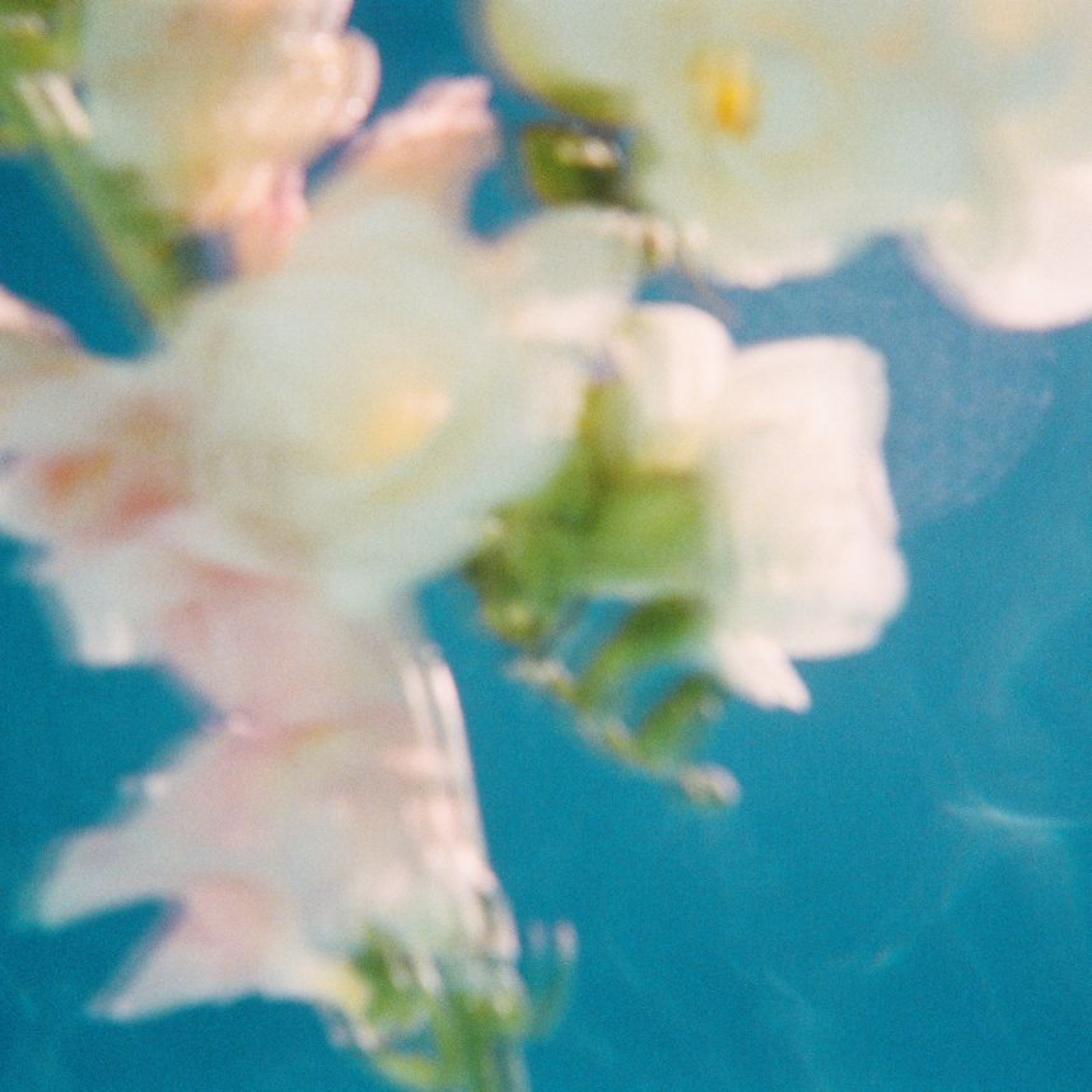 Vital Root Wellness Recordings