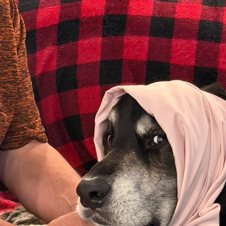 Otis in disguise, official mascot