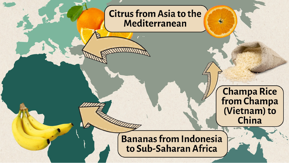 The lecture slide with the map of crop diffusion: citrus to the Mediterranean, Champa rice to China, bananas to Sub-Saharan Africa